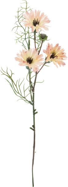 ﾊﾟｾﾘ: クイックオーダーでのみ販売 ｜ YDMオンラインストア ｜ 横浜