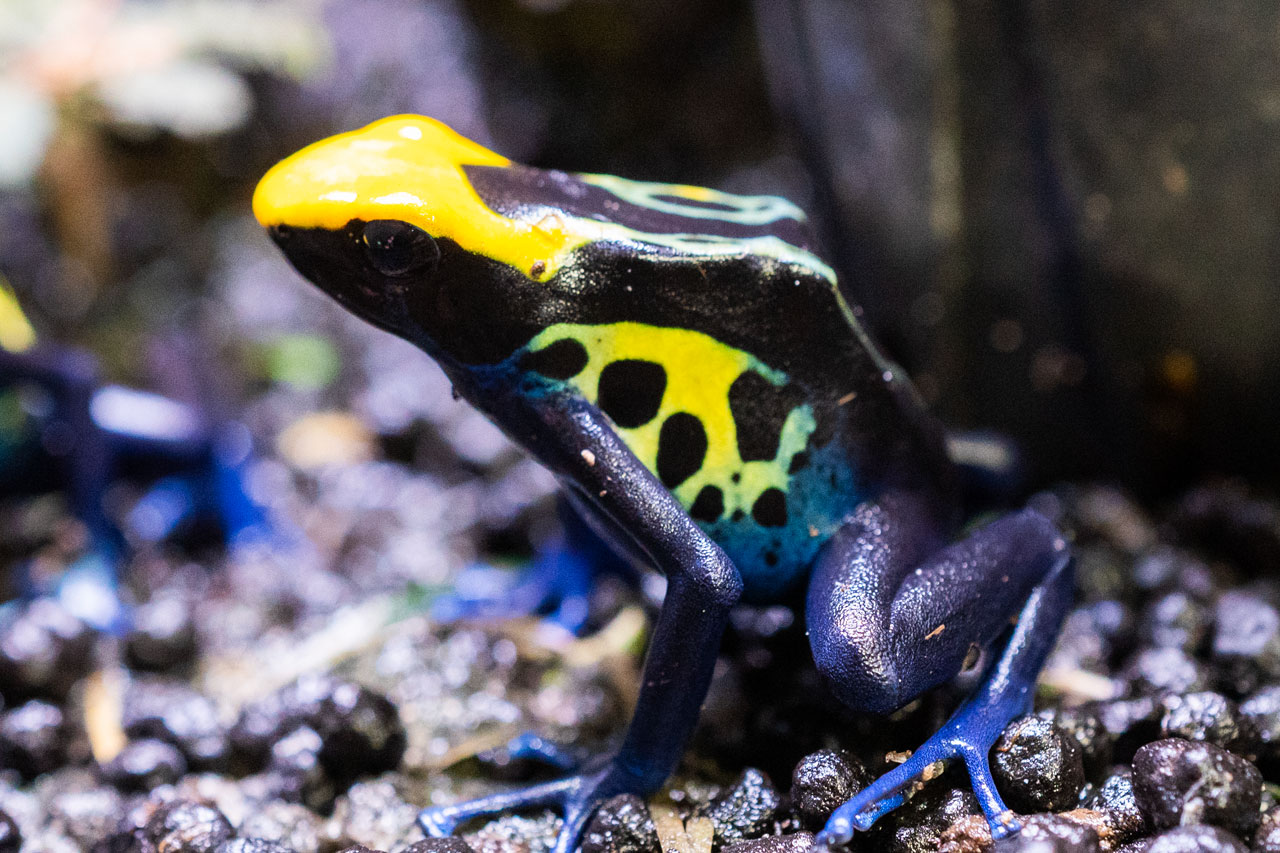 アイゾメヤドクガエルの飼育・繁殖情報 – おたま商会