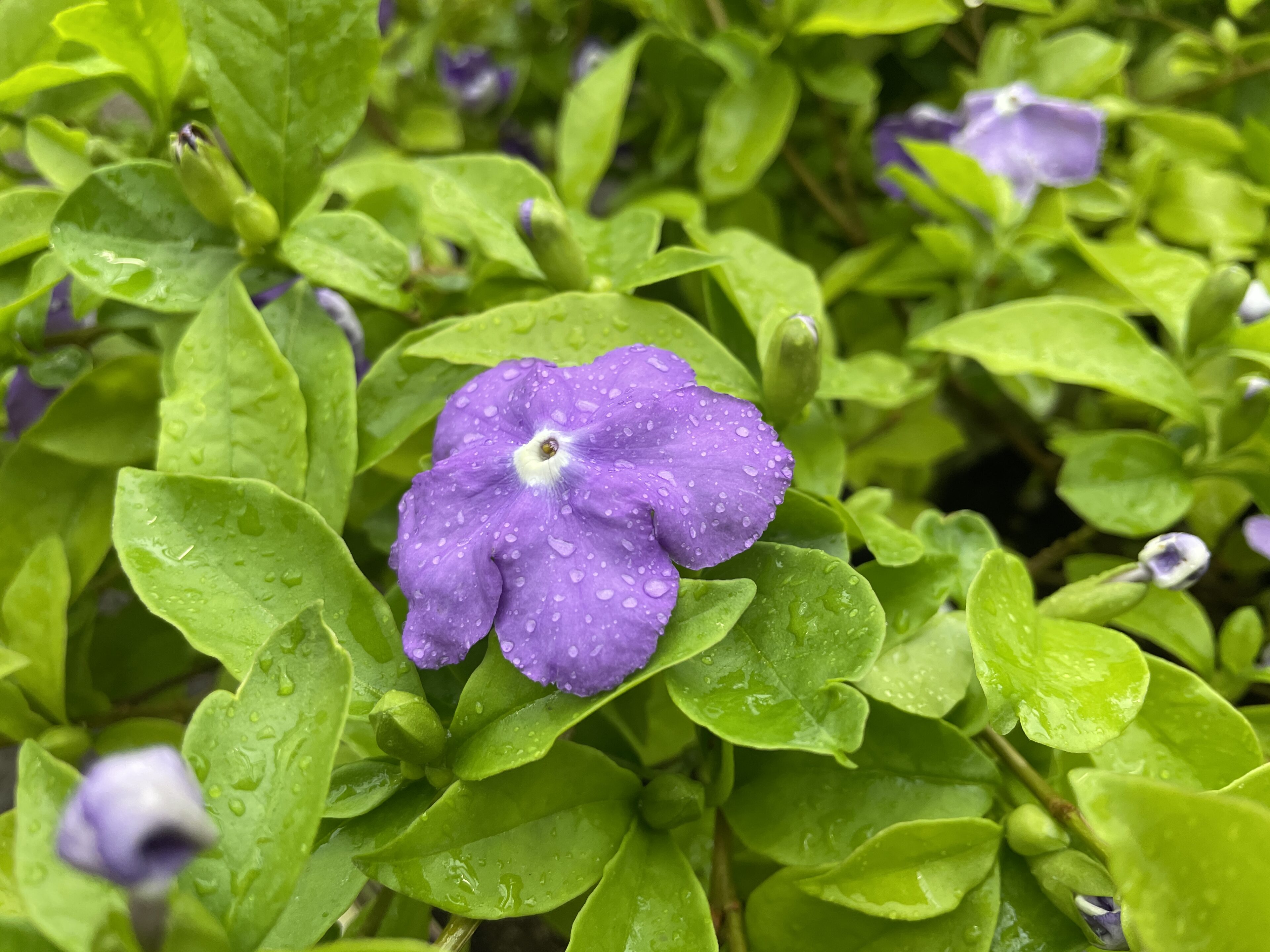 花の雨に濡れる植木売場より入荷商品ご案内 | オザキフラワーパーク
