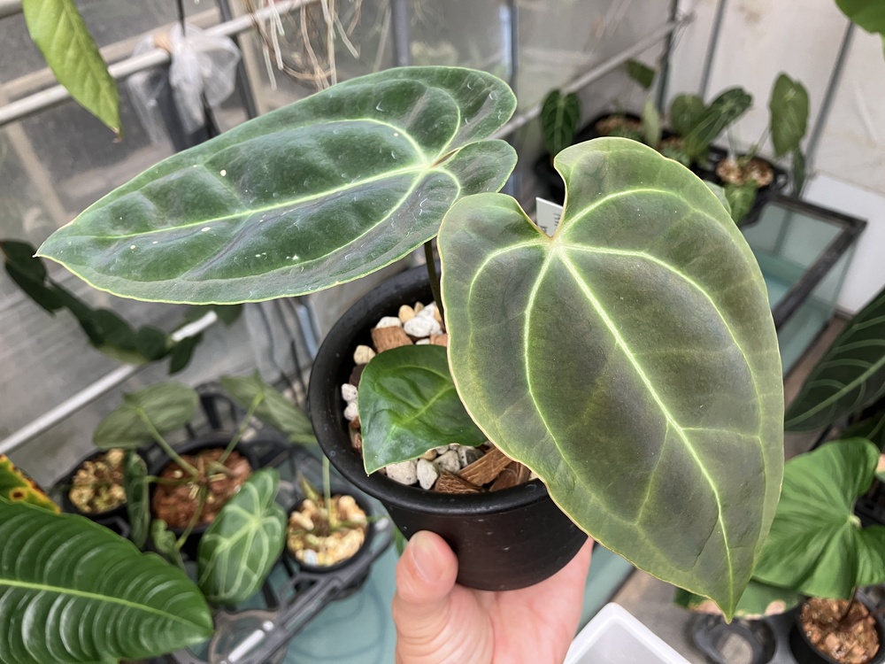 今週のショーケース 湿度系 | オザキフラワーパーク | オザキフラワー