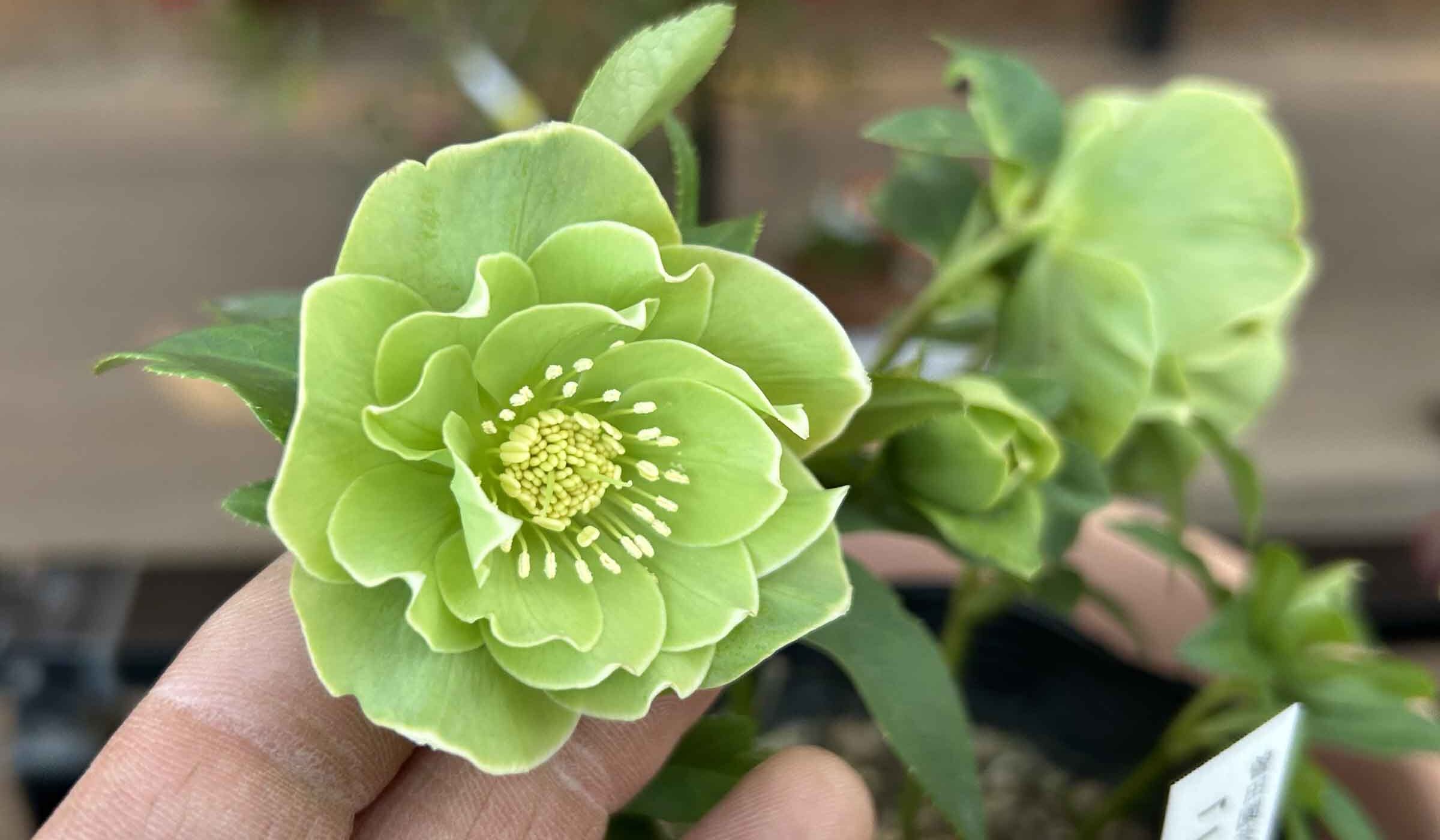 1Fクリスマスローズのご紹介 | オザキフラワーパーク | オザキフラワー