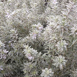 ウエストリンギア（オーストラリアンローズマリー） | オザキフラワー