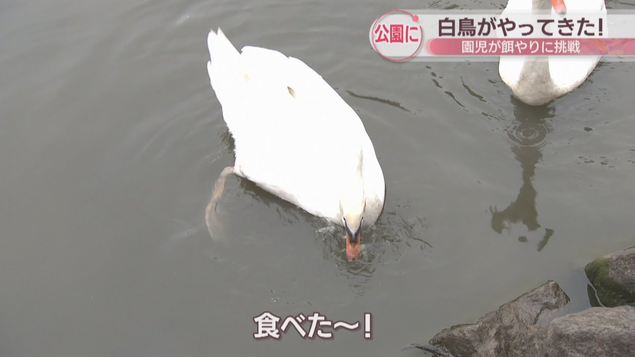 早島のアイドルになって」公園で白鳥2羽の歓迎会 園児ら触れ合い 岡山