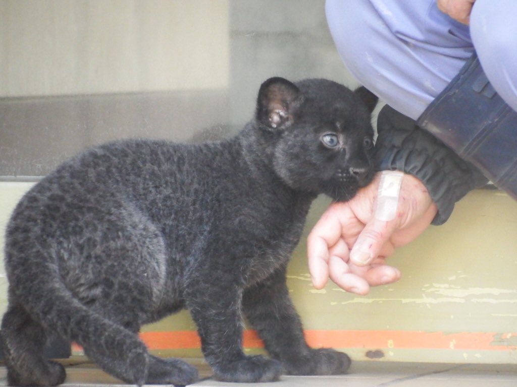 黒豹の赤ちゃん スリスリ テクテク (*^^*) 12/5 #浜松動物園 #黒豹