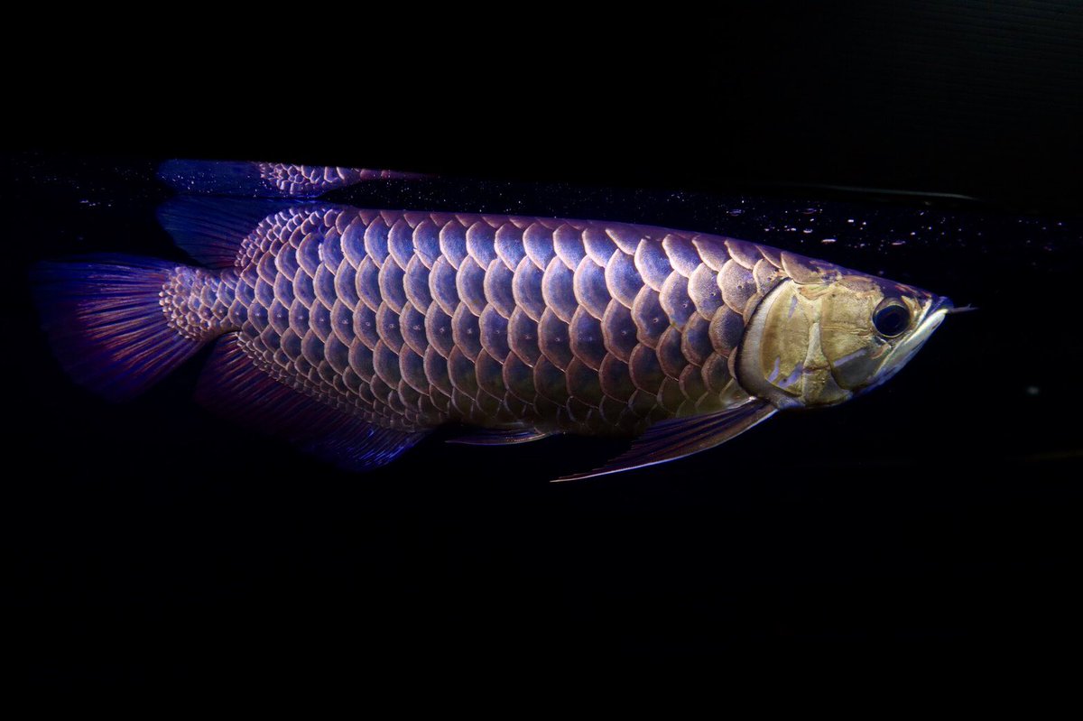 This is 藍底過背金龍 #フォーエバーアロワナ #インディゴブルー #2018