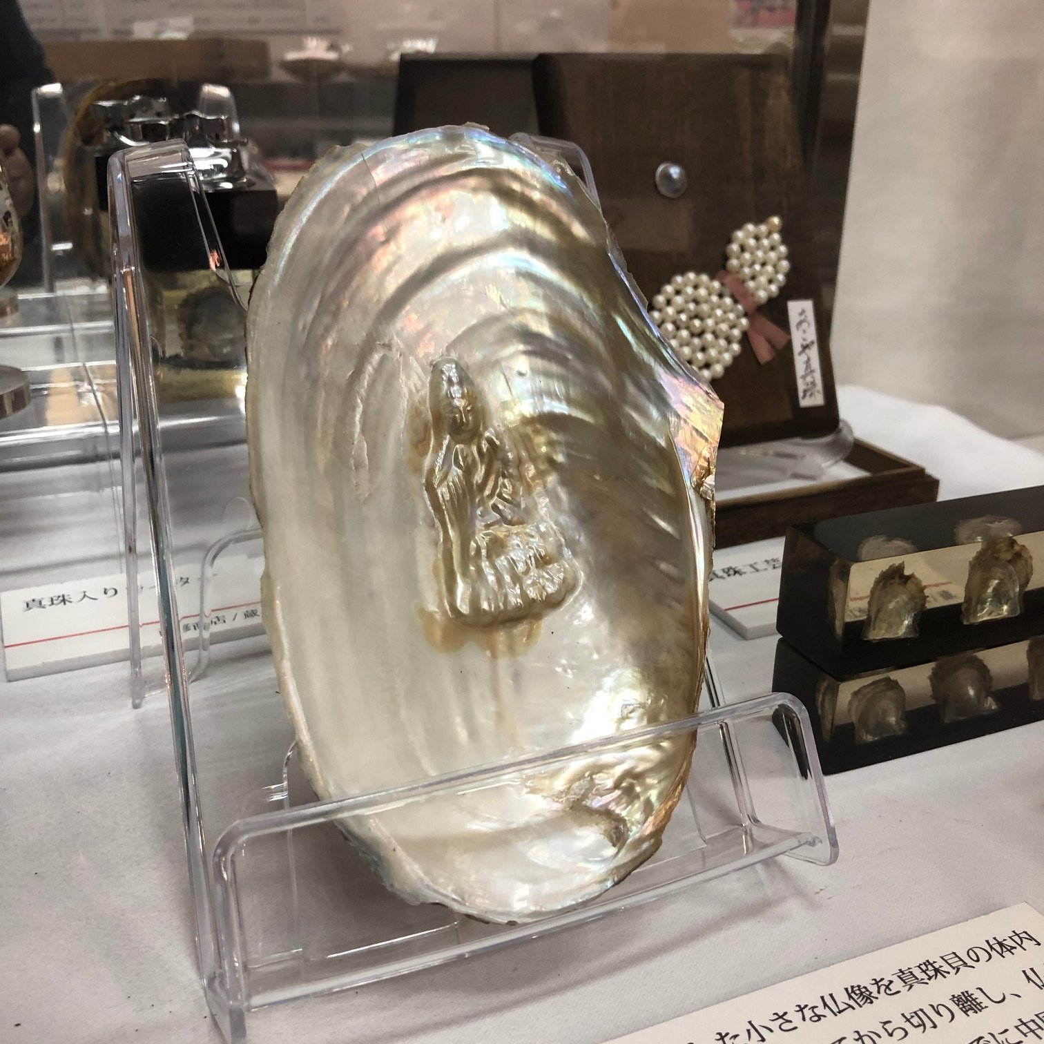 仏像真珠／淡水パール母貝 no.111