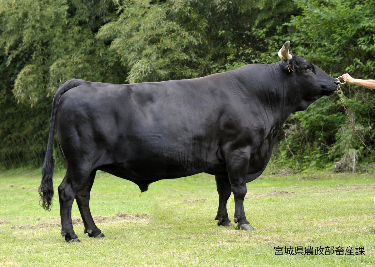 頑張れ！牛政宗くん (@pirokichi03081) / Posts / X