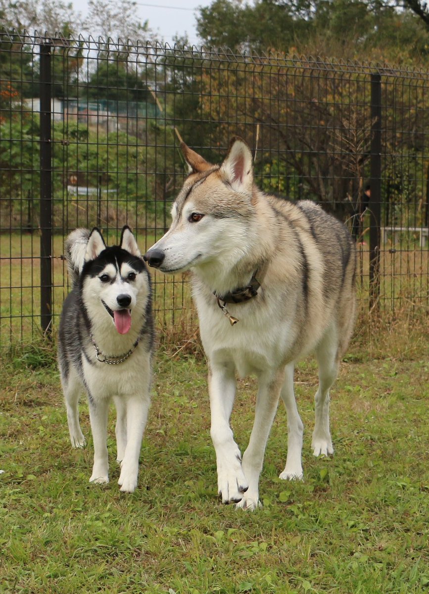 ファルは、よくランで歩き方も優雅、カッコいい！ 言われますが