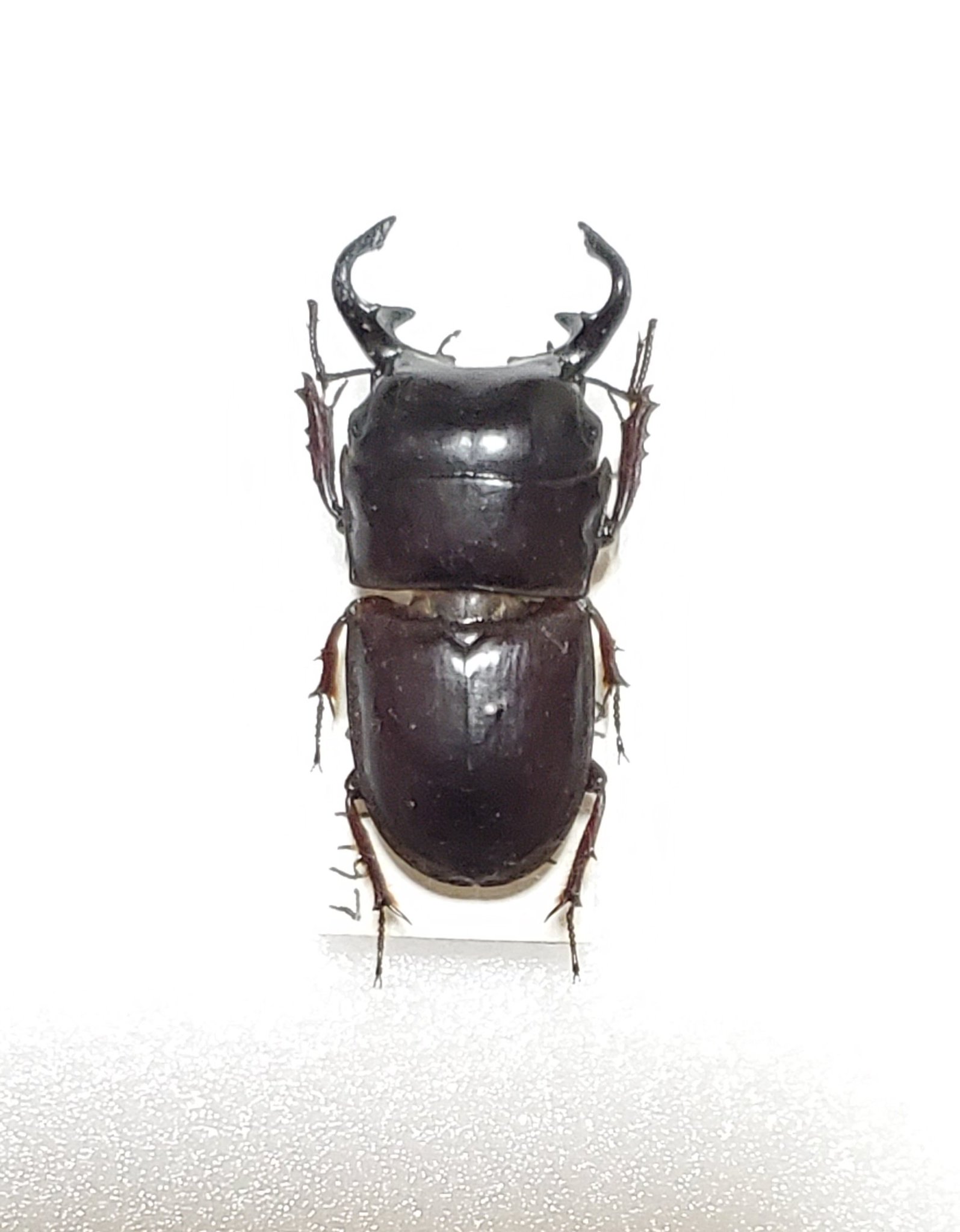 オーストラリア産 オベサスオオコツノクワガタ 35mm オーストラリア産