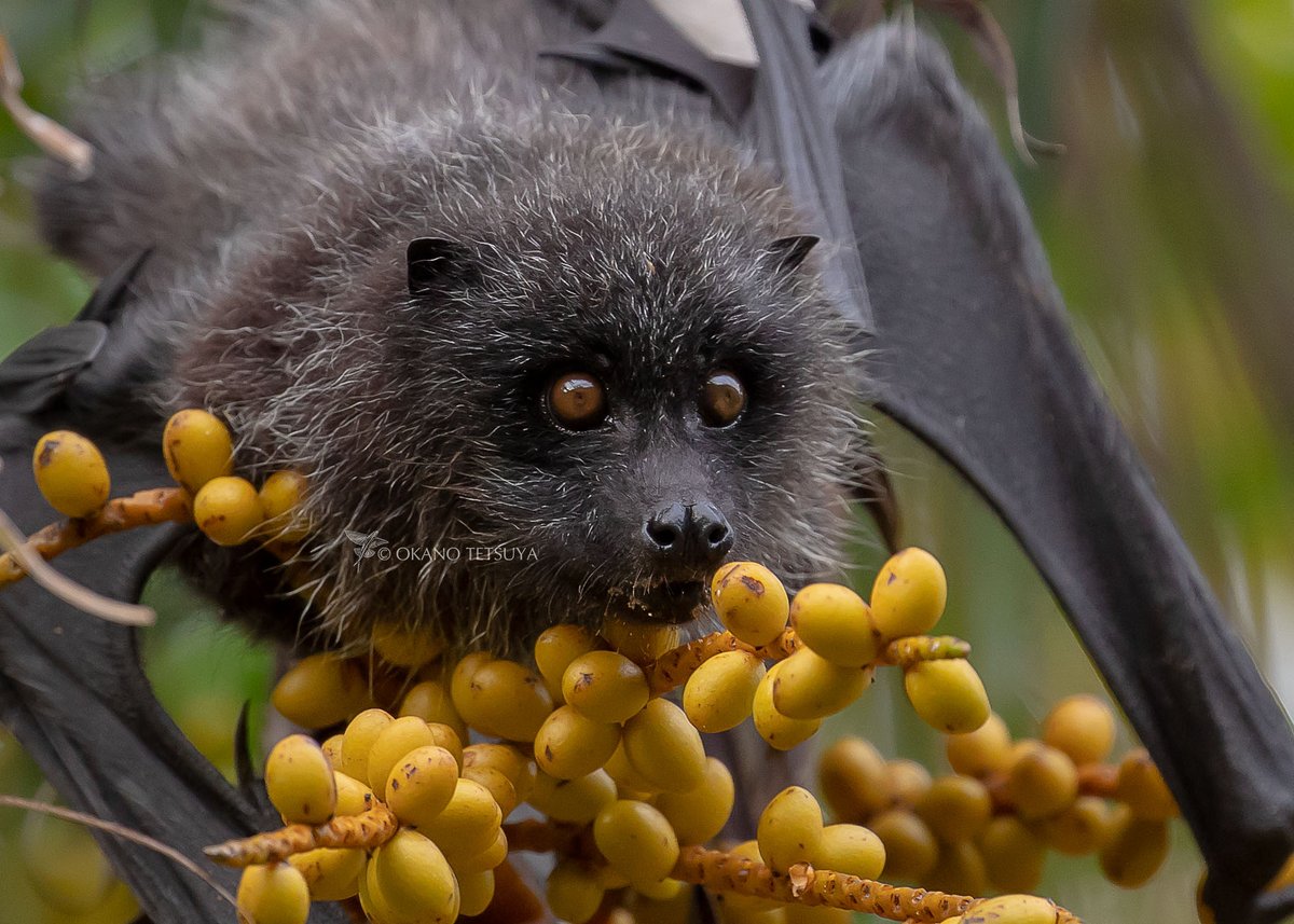 オガサワラオオコウモリ、愛らしいヤツです。 また撮りに行きたいな