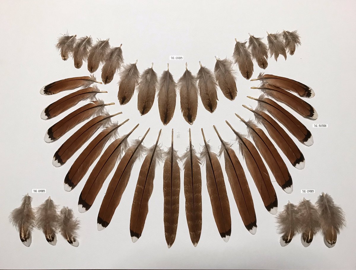 ヤマドリ雌の羽標本は本当に貴重です。共有ありがとうございます