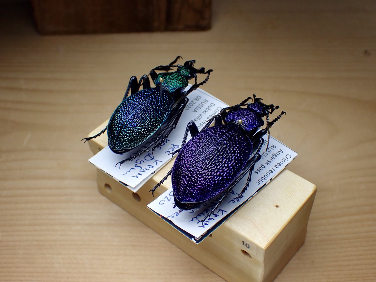 Carabus(Procerus)scabrosus tauricus イボハダオサムシ Crimea 標本箱