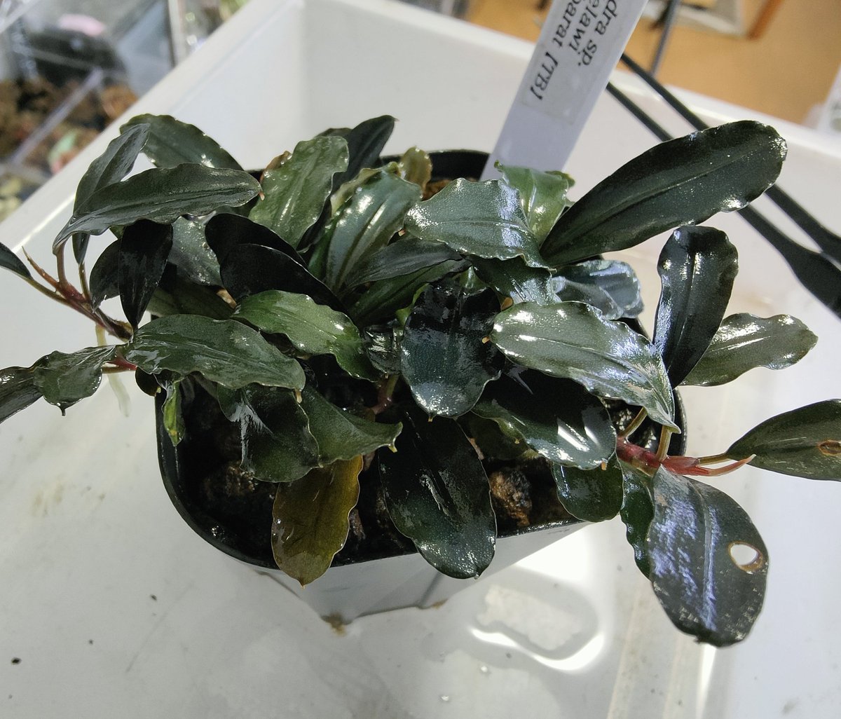 Bucephalandra sp.