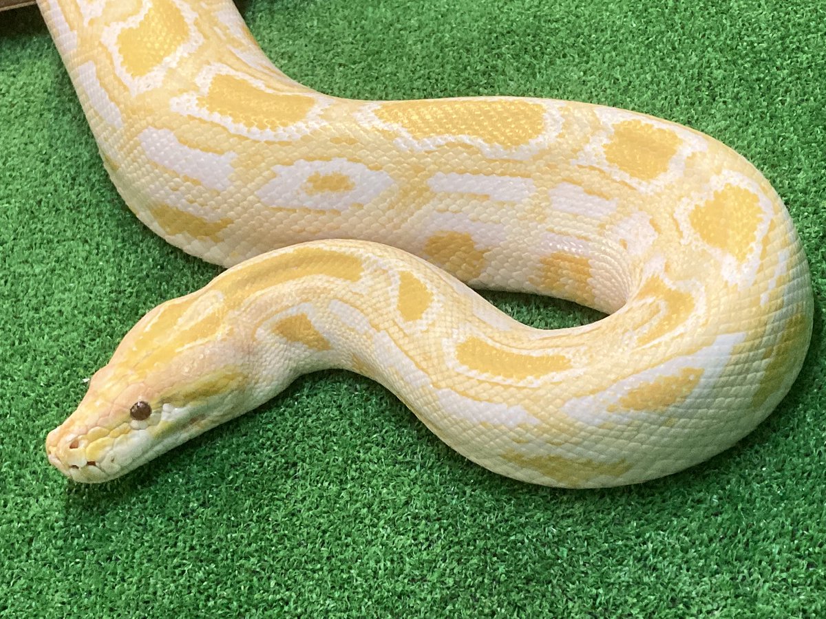 けい 金の虎さん、白蛇さん けい 金の虎さん、白蛇さん けい 金