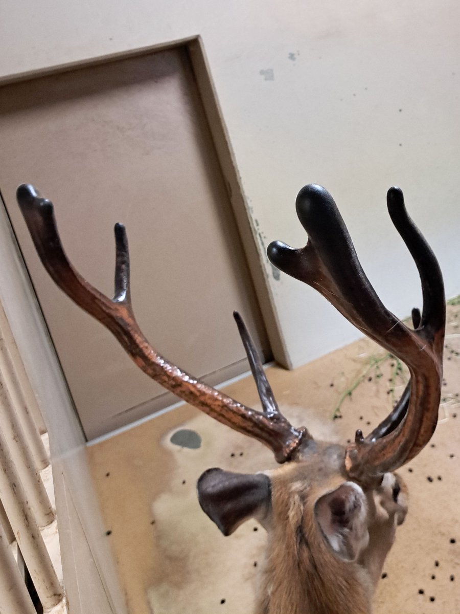 至近距離での角の成長観察写真です。 #エゾシカ #シカの角おっかけ観察