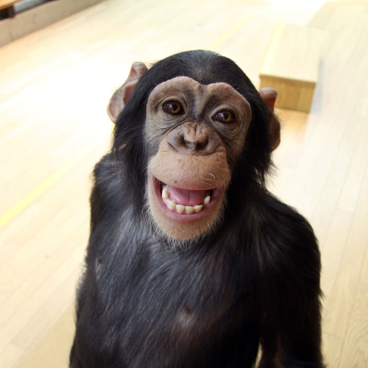 パンくん20歳を記念して📷蔵出し画像を大公開✨ 3歳 デビューの頃 5歳