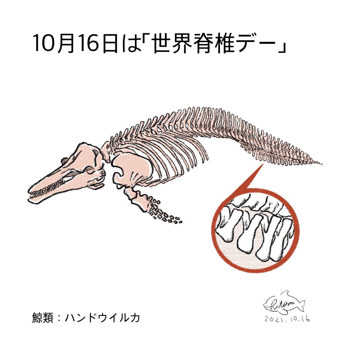 10月16日は世界脊椎デー。体の中に背骨がある動物を脊椎動物といいます