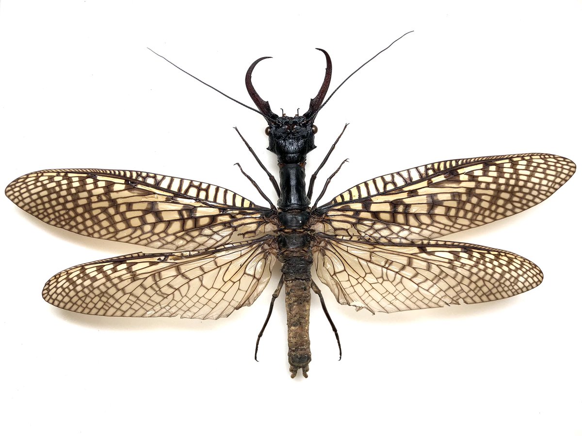 中国産オオキバヘビトンボ 𝐴𝑐𝑎𝑛𝑡ℎ𝑎𝑐𝑜𝑟𝑦𝑑𝑎𝑙𝑖𝑠