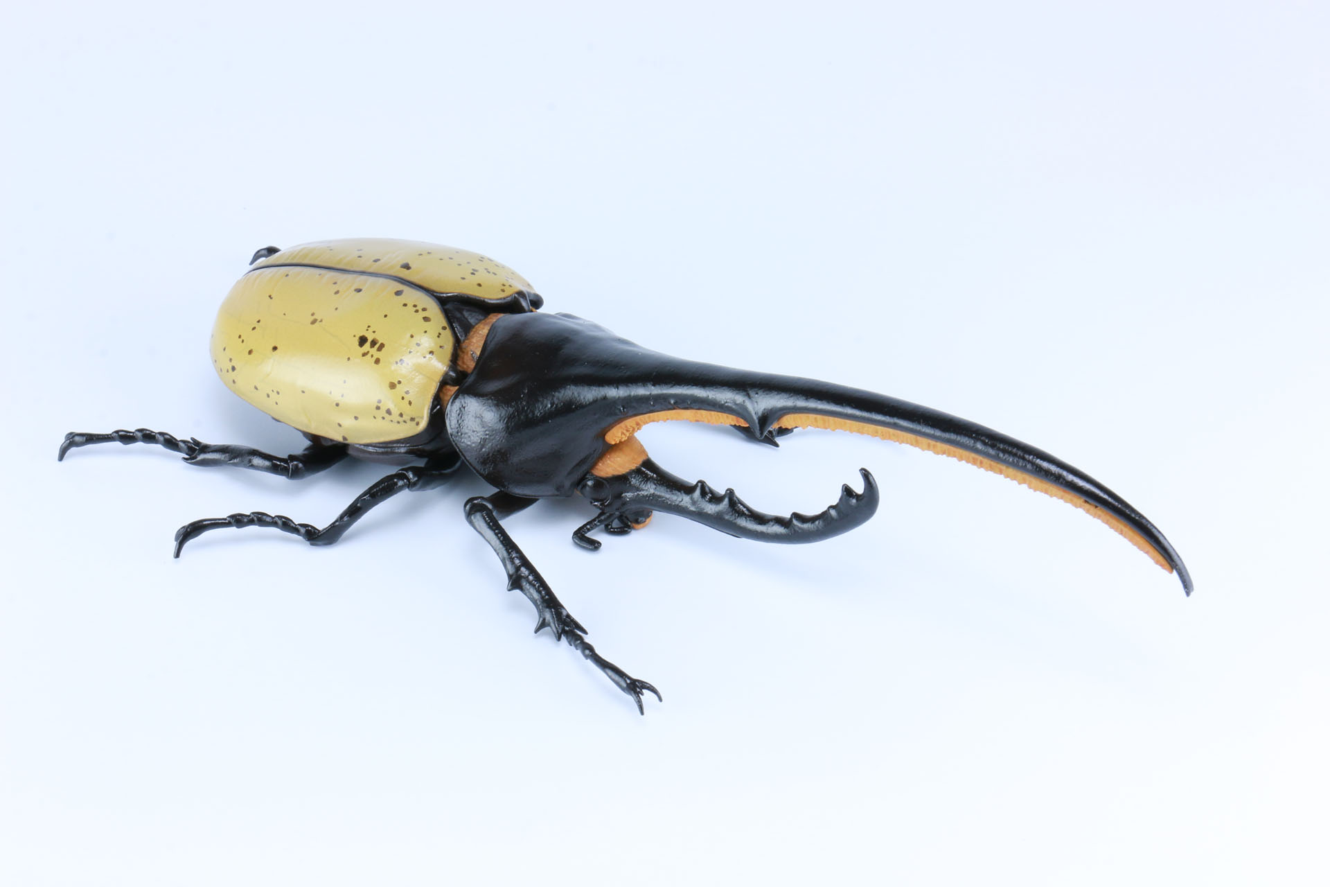 ヘラクレスオオカブト モリシマイ 標本 ペア】ヘラクレスオオカブト