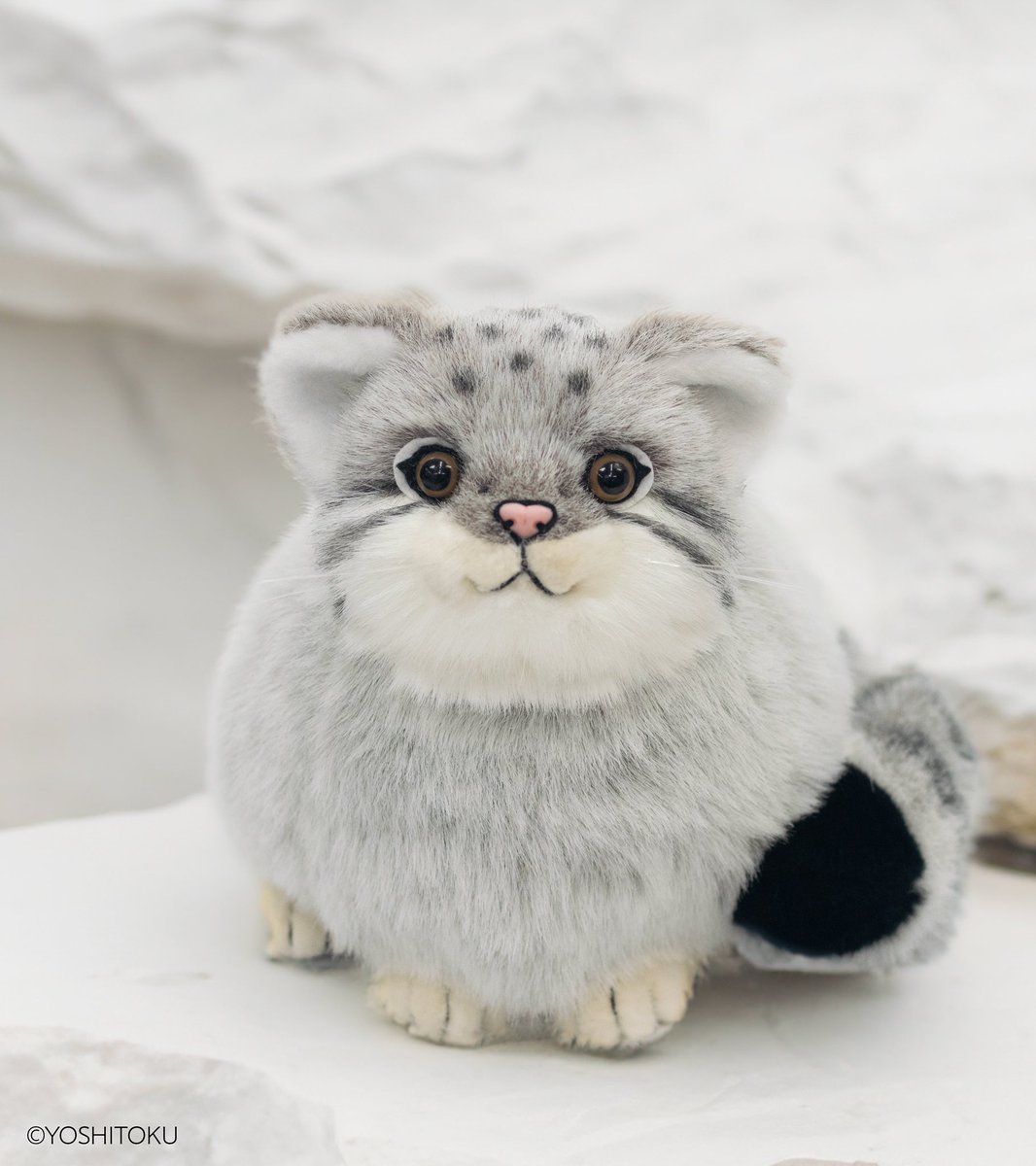 浅草橋本店】 たぬきのこと…おぼえててくれましたか…？ ぬいぐるみ再