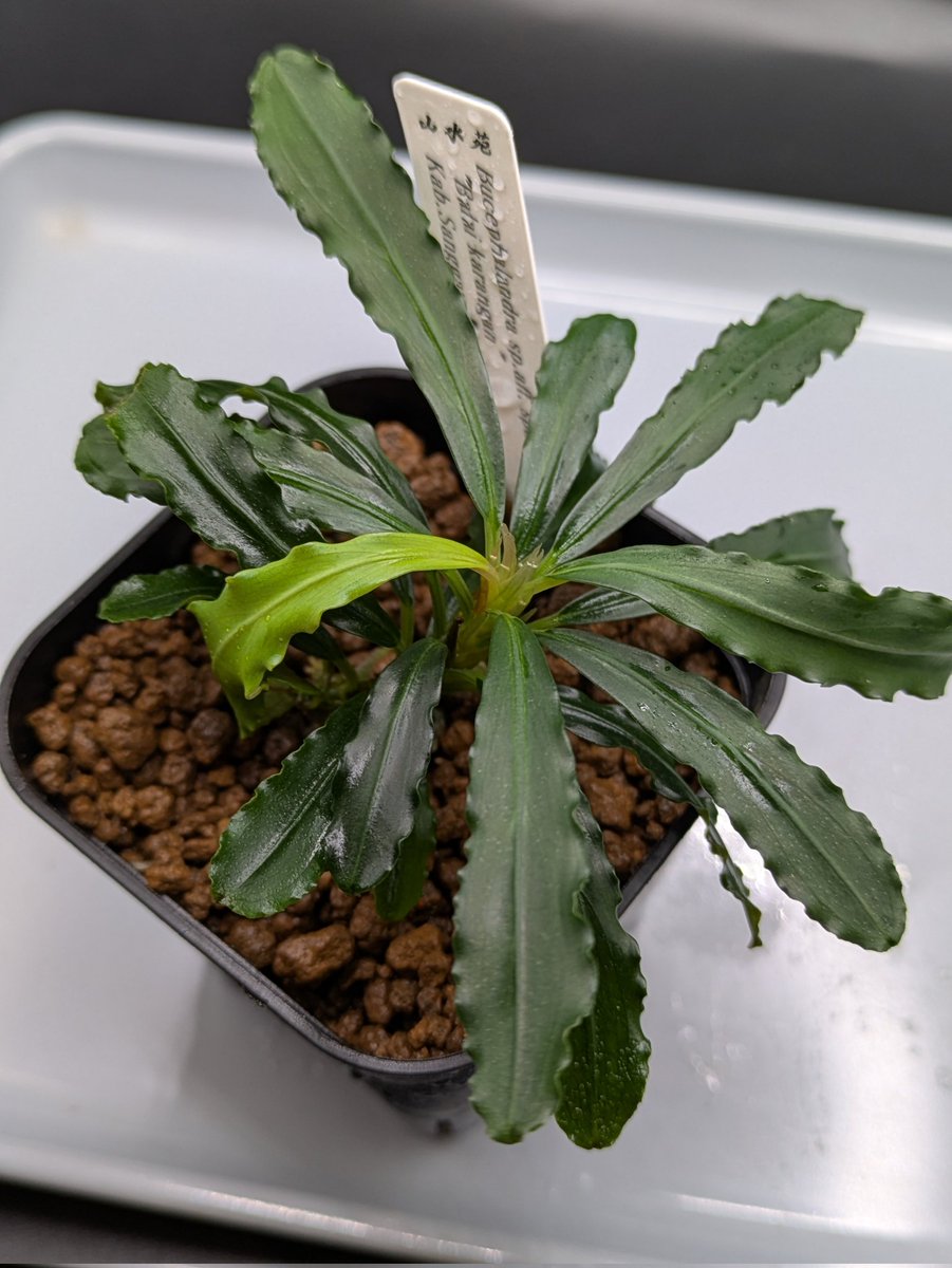 Kei@ (@keiponaQua) / Posts / X