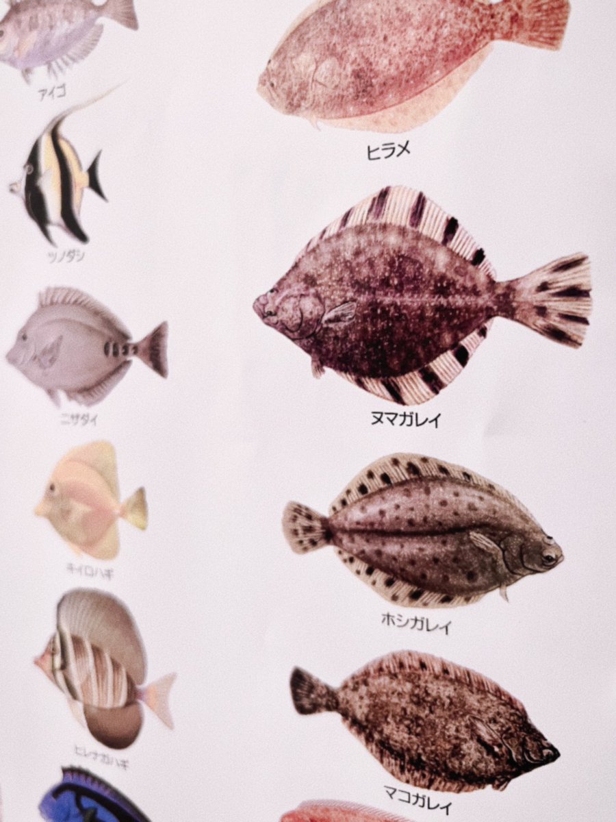 ARABIA 陶板 魚 アラビア ヒラメ カレイ ARABIA 陶板 魚 アラビア