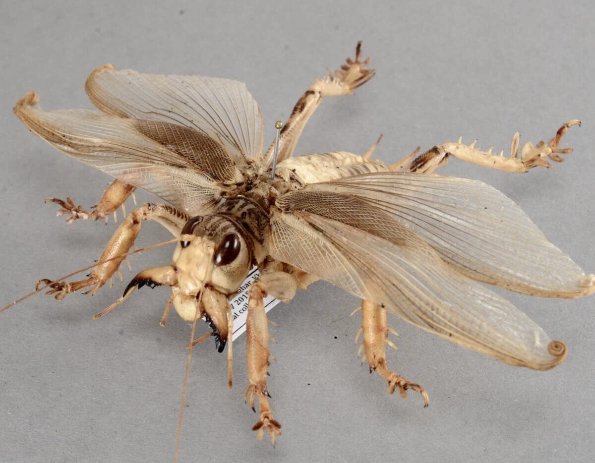 究極の2択！！！】 とんでもない造形で知られるマキバネコロギス。実は