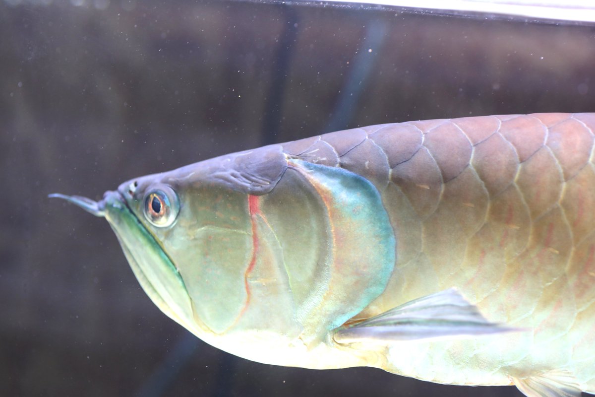 世界最大のアロワナ、シルバーアロワナ 美しい魚です