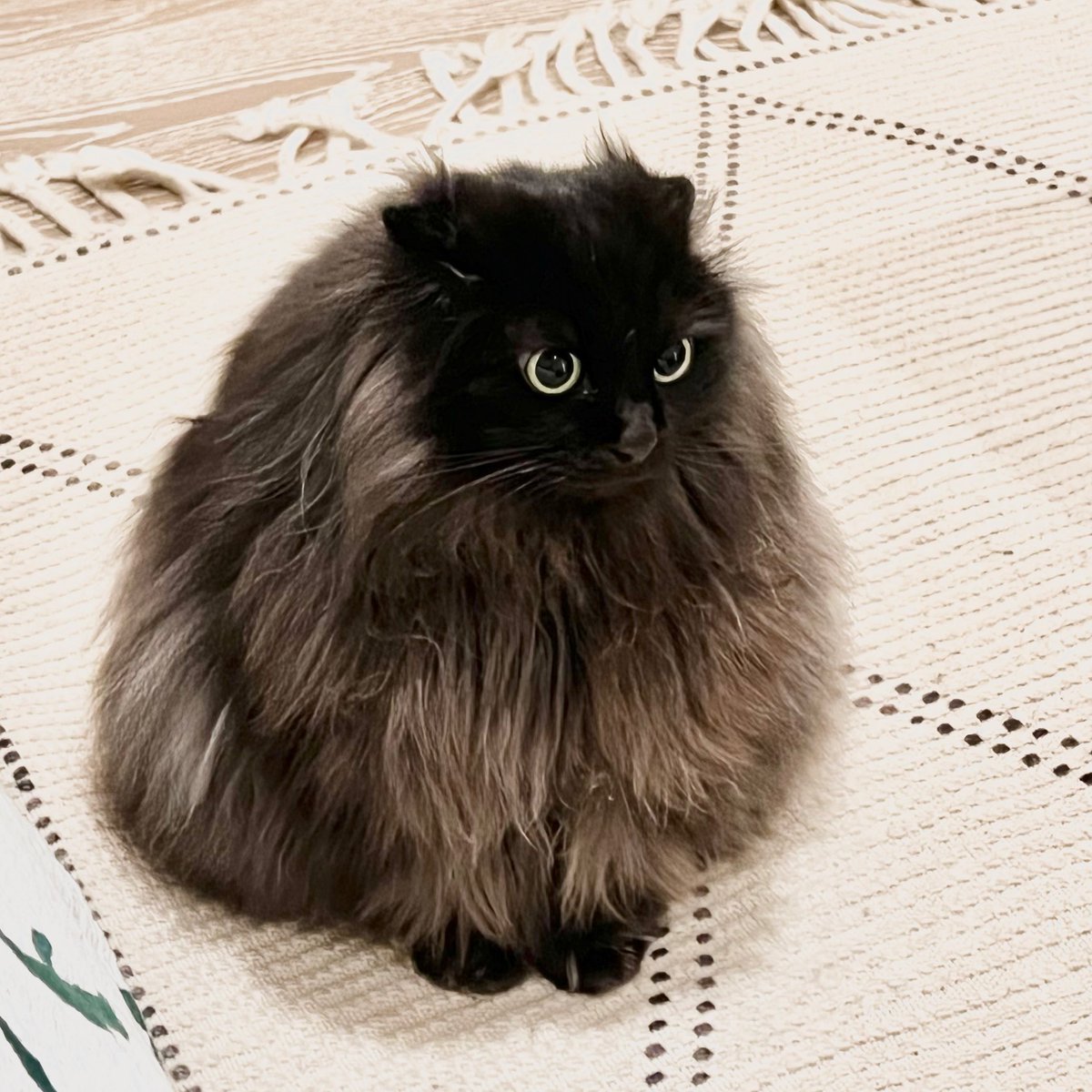 ねこさん🦉元保護猫フクロウ (@necosan__cat) / Posts / X