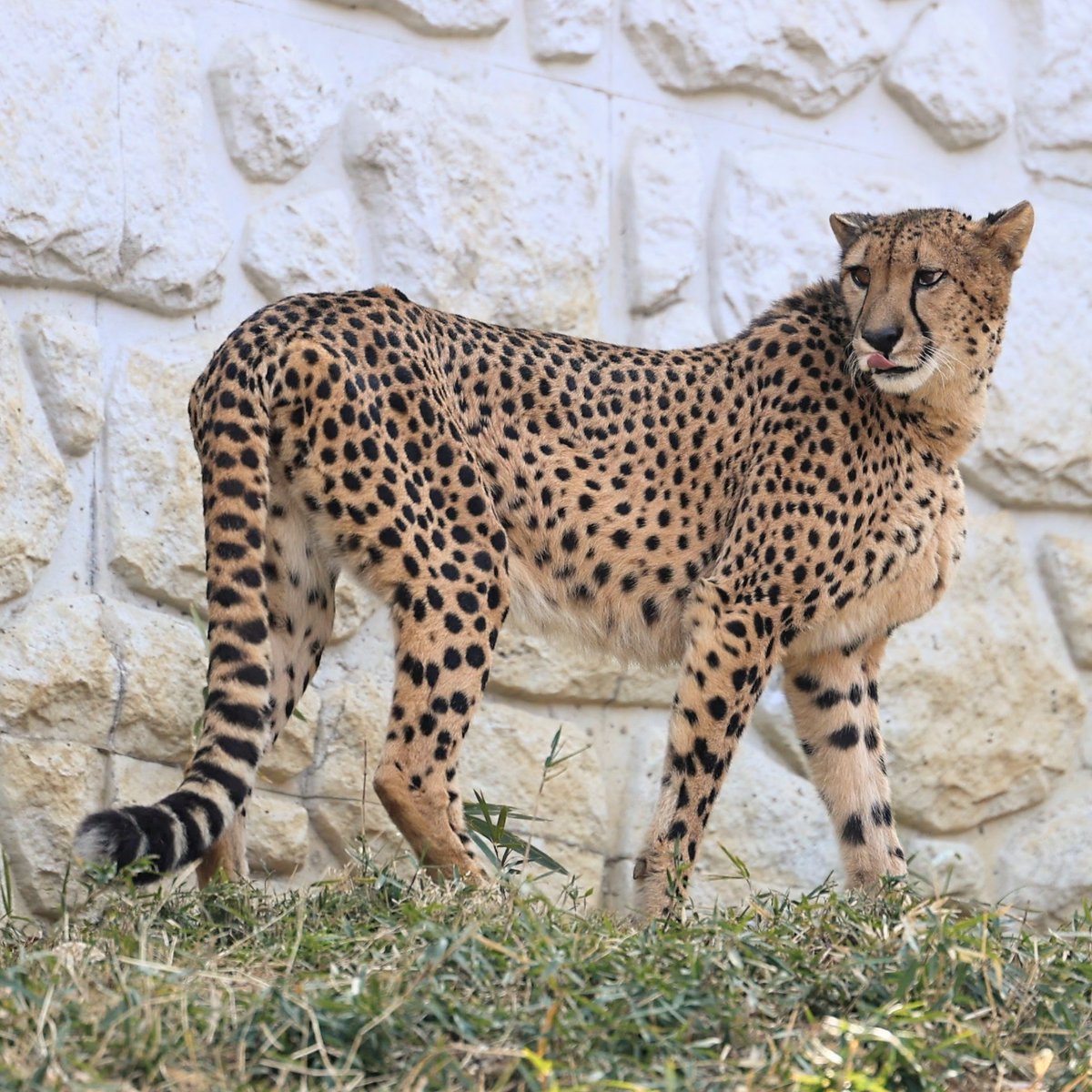 ゆーちゃん様専用 ジャスティス✖️チリ レアバード 【公式通販】