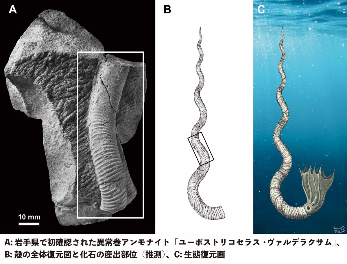 2017年に北海道で見つかり、新種として報告したアンモナイト ユーボス