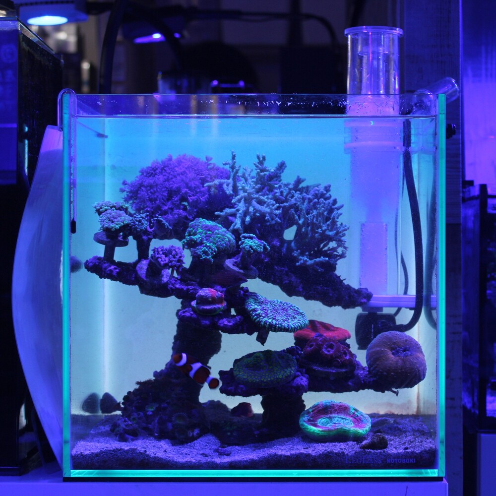 本日は【新商品】小型スキマー「Nano skimmer COMPACT(ナノスキマー