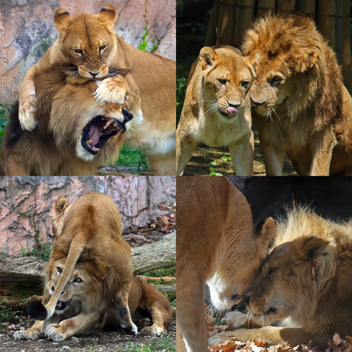 7月25日はサンの誕生日 Happy Birthday to Sun🎊 #思い出写真 #東山動