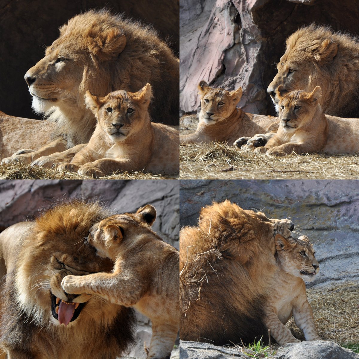 7月25日はサンの誕生日 Happy Birthday to Sun🎊 #思い出写真 #東山動