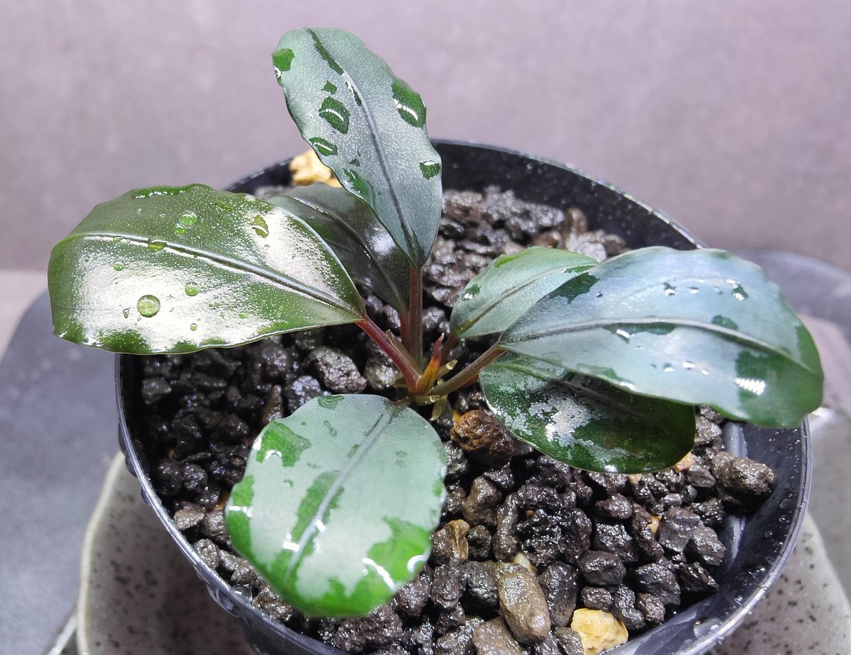 Bucephalandra sp.Motleyana Red-stem round 2023/06 Aqua Garden 水の