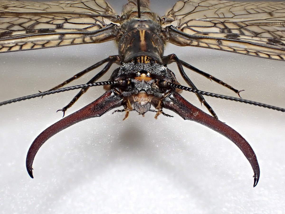 先日投稿したオオキバヘビトンボの孫太郎虫も1頭のみ販売。 成虫が巨大