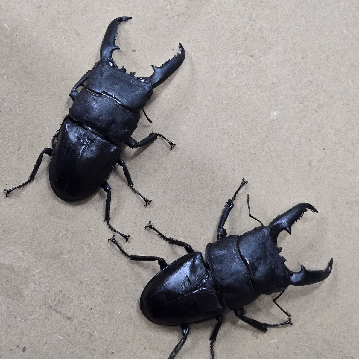 カブクワオタク カブクワオタク カブクワオタク カブクワオタク 8/17-8