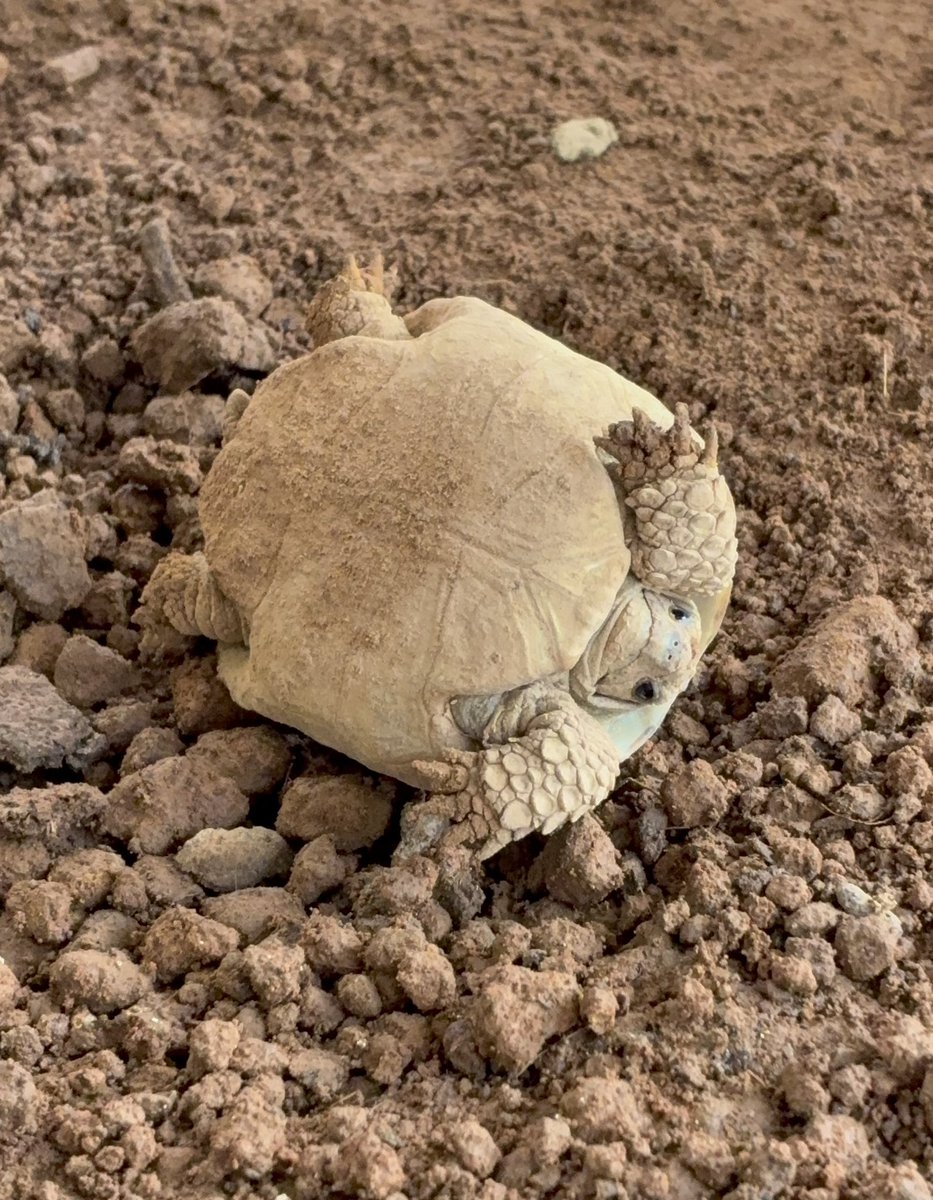 むいむい (@mui_14) / Posts / X