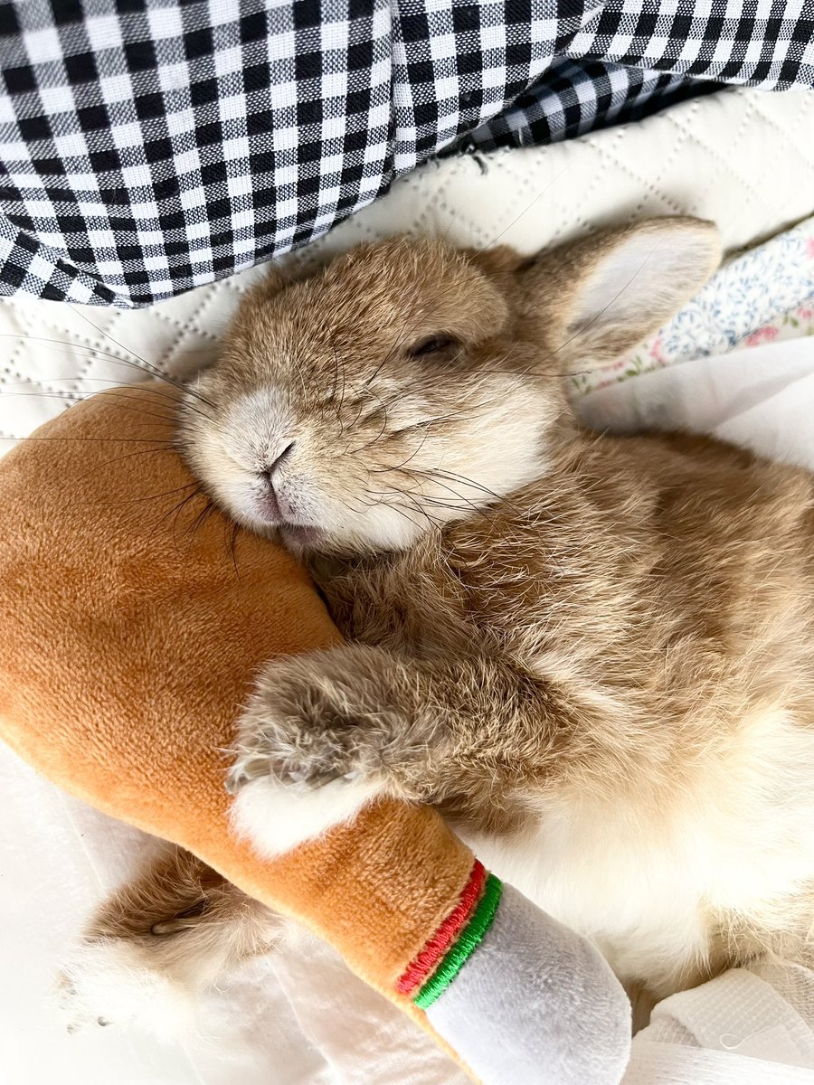 チビ太(CHIBITA🐰)のママ太 (@piccolocibi) / Posts / X