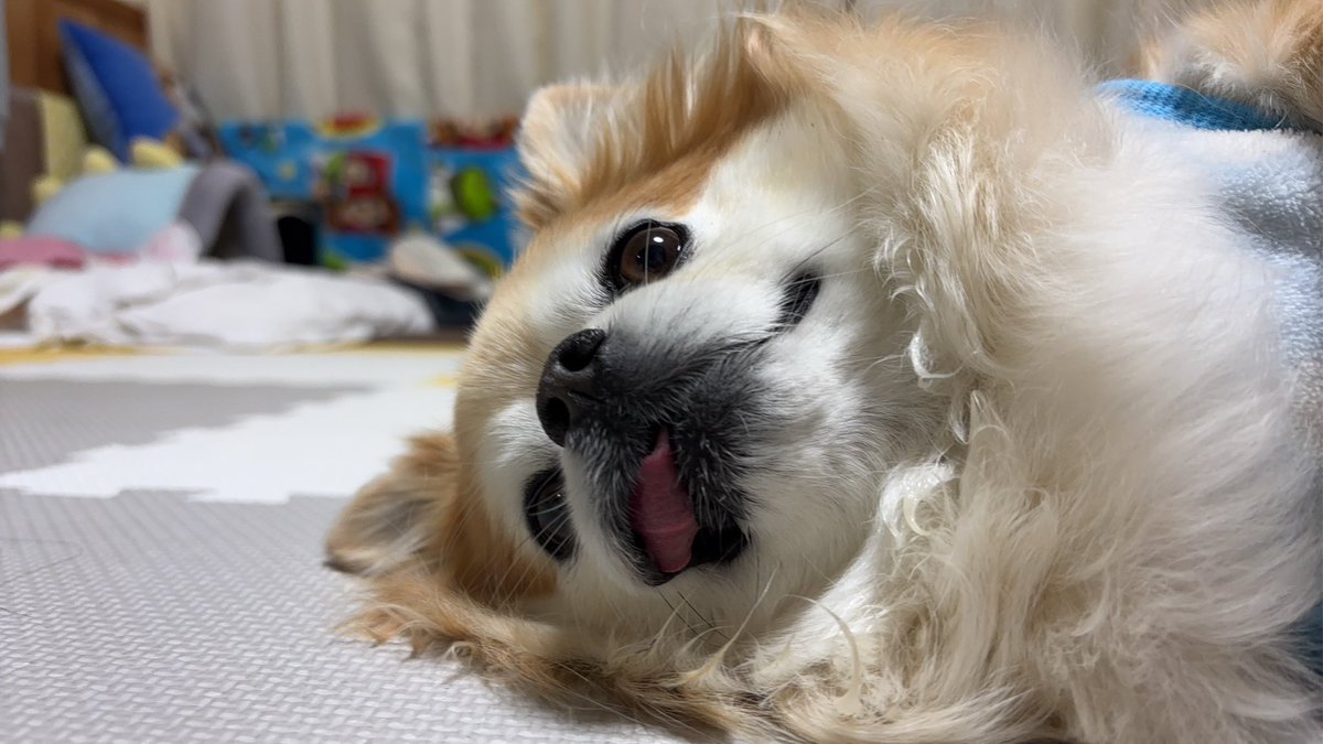 甘えっ子チビちゃん❤️