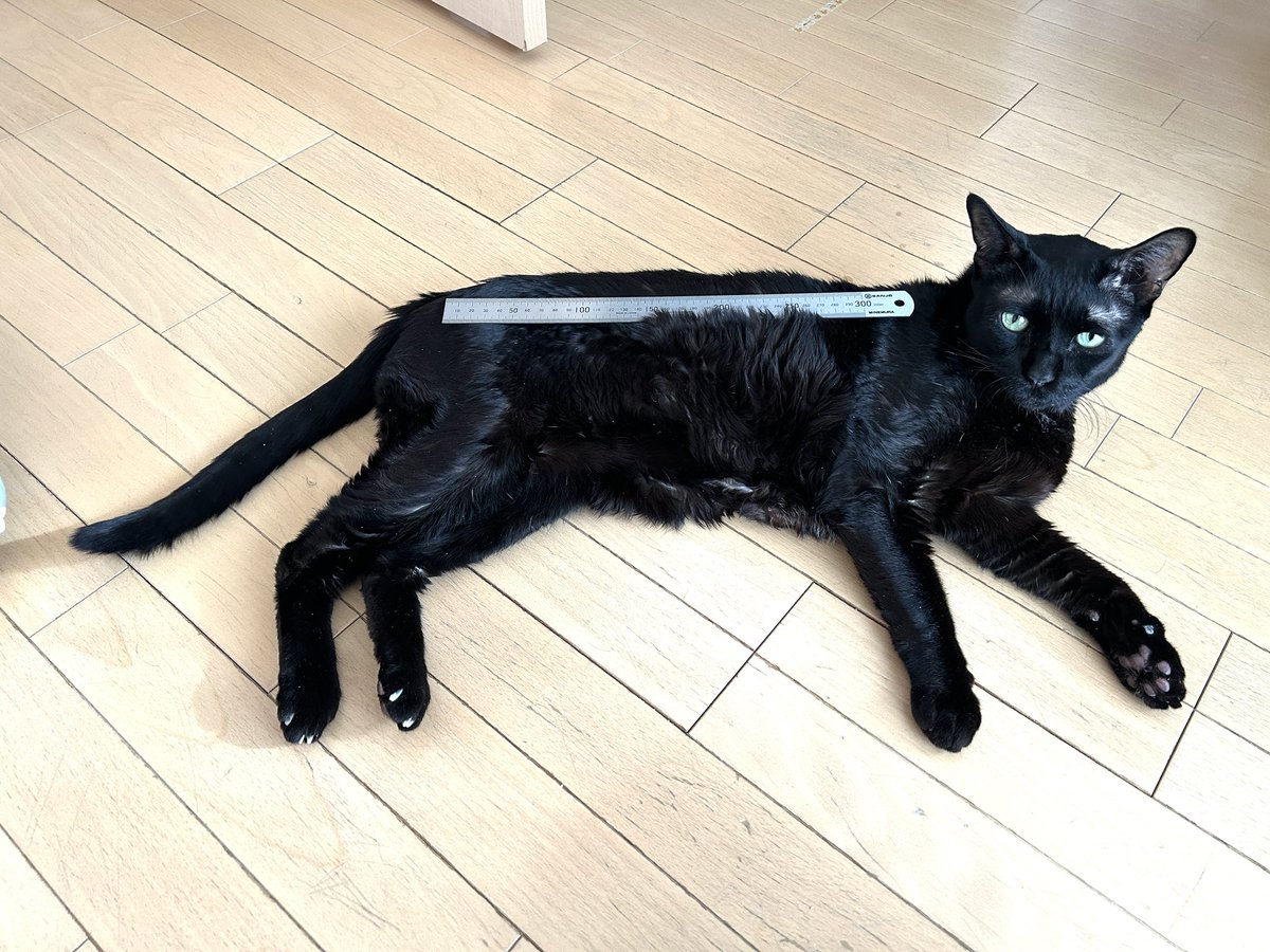おはようせかい🐈‍⬛ 30cmモノサシを乗せられた今朝の猫。