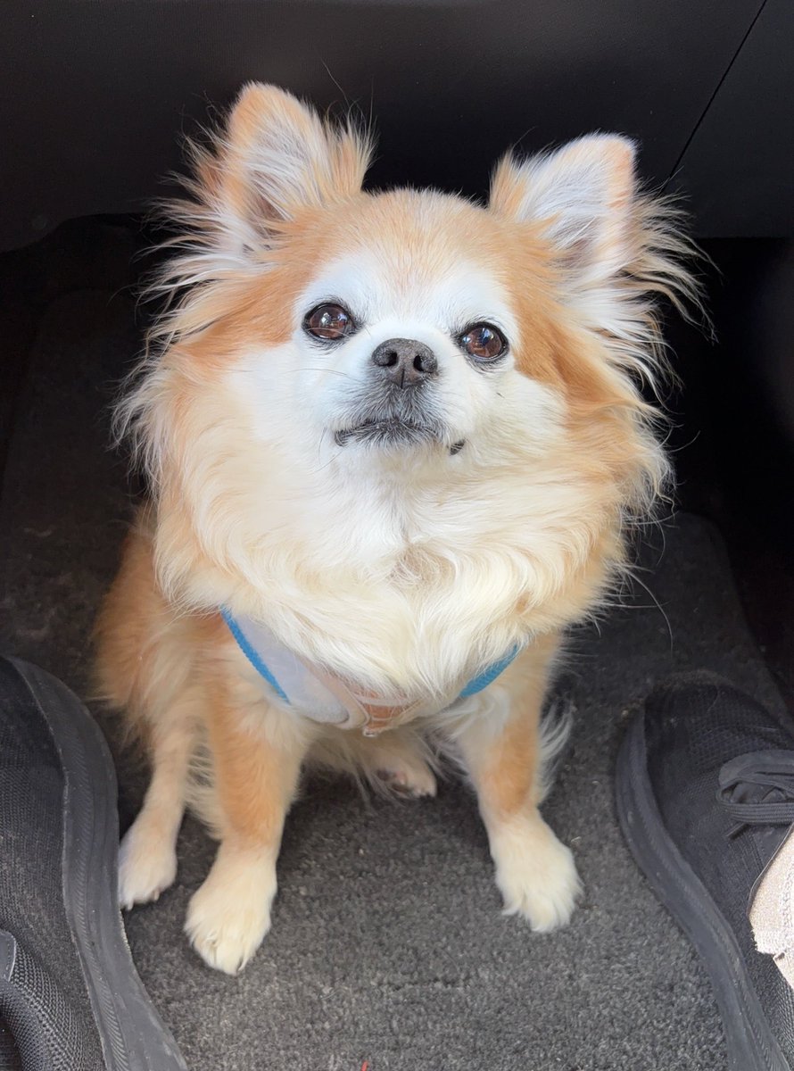 チビちゃんこんな顔で見つめてきた💖