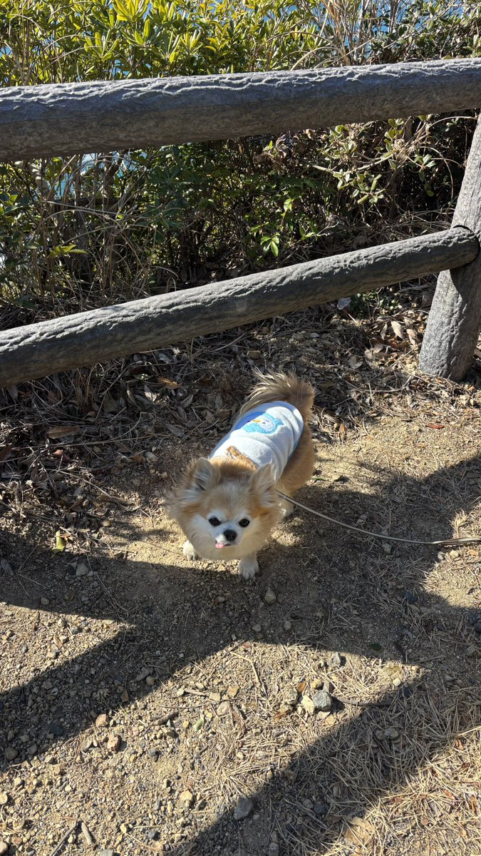 チビちゃんいい天気だね🐶💕