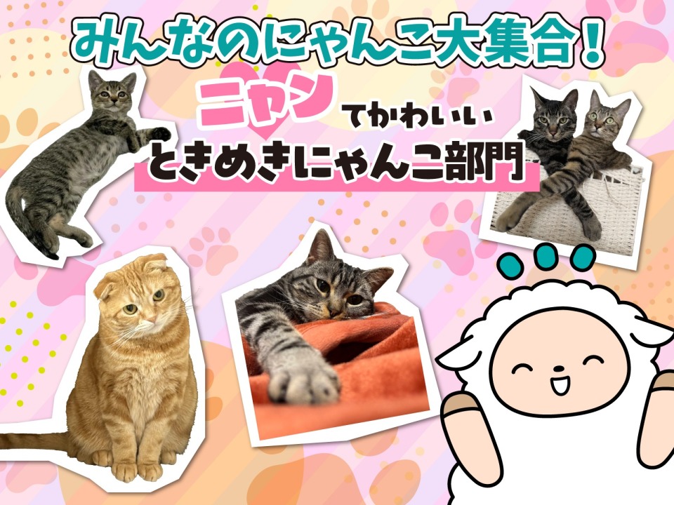 セブンの豆知識／ asupressoでは #猫の日 にちなみ、にゃんこ写真を