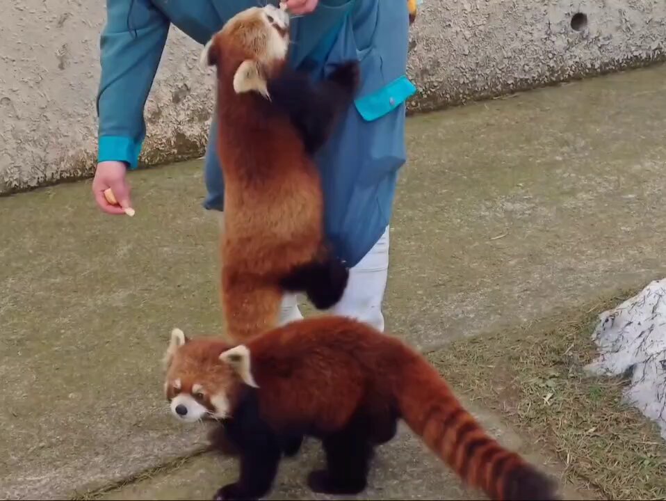 🐾飼い猫のきき🐾 🎼.•*¨*•.¸¸🎶 (@KainekonoKiKi) / Posts / X