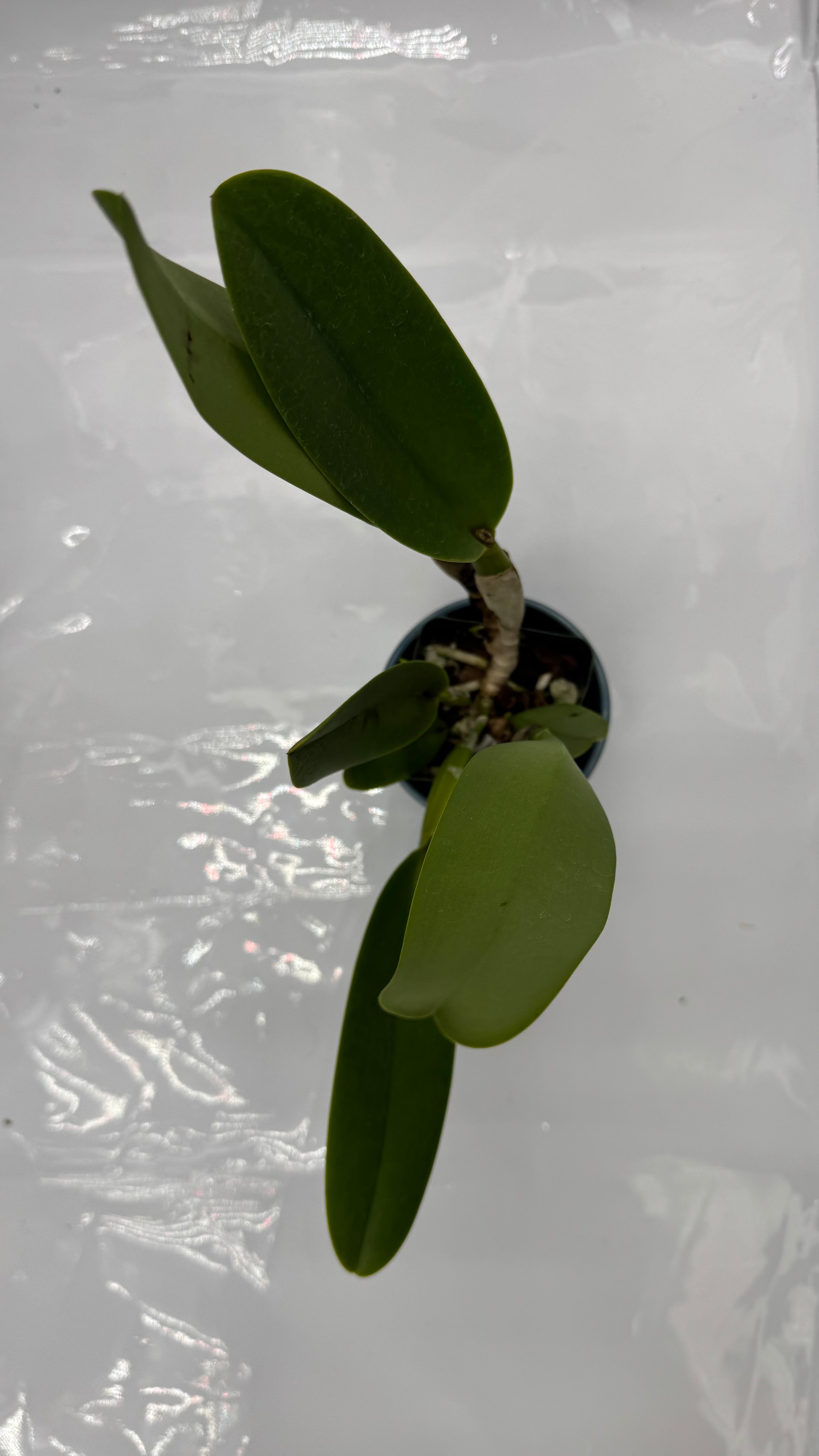 Large Cattleya Fragrant Blc. Toshie Aoki 'Pizazz' – Peak Orchids