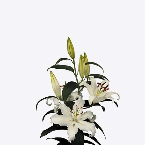 Lily_Oriental_Helvetia_grande.