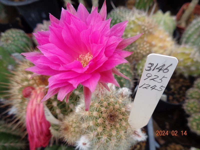 rikisan】花サボテン（レッド+むらさき） 接木 抜け苗 1426 カテゴリ