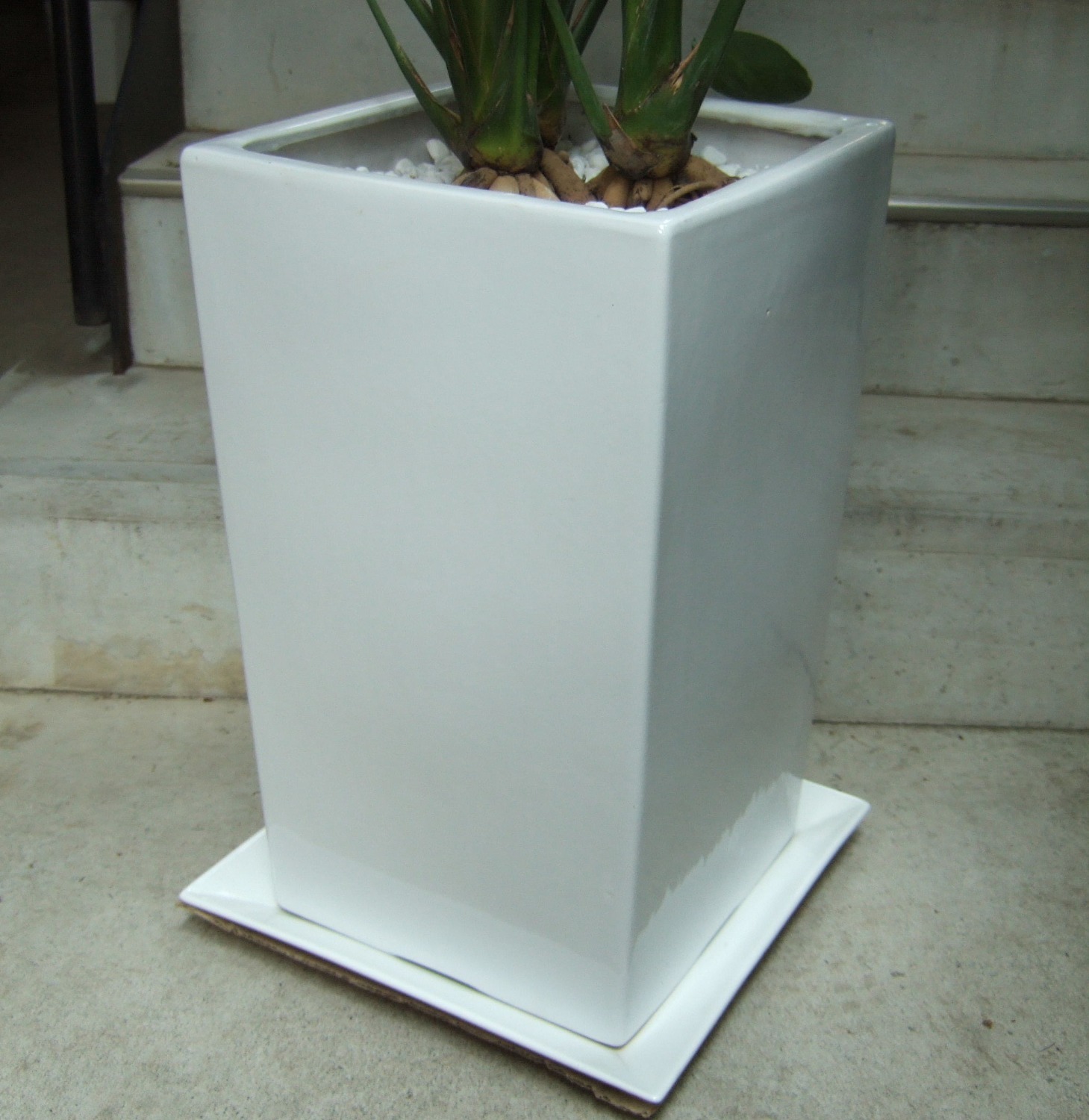 観葉植物 ストレリチア レギネM 鉢皿付 陶器鉢 W04 | 移転祝い 開店