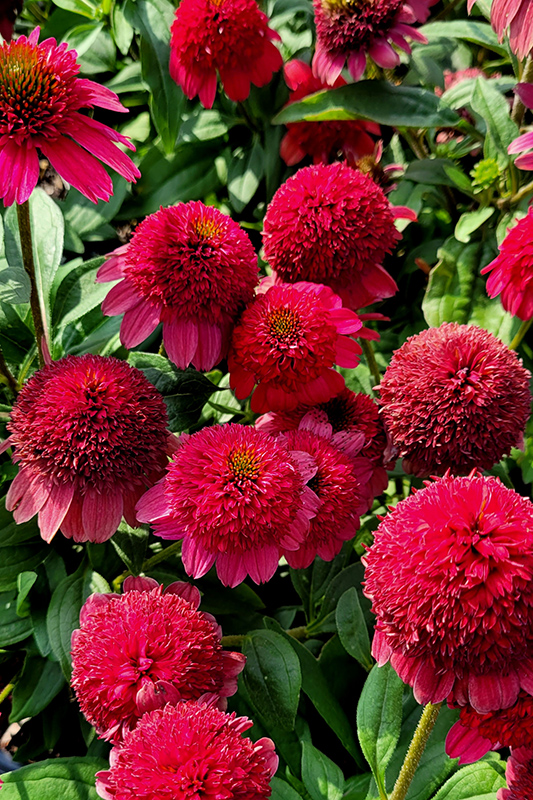 Sunny Days Ruby Coneflower (Echinacea 'TNECHSDR') in Detroit Ann